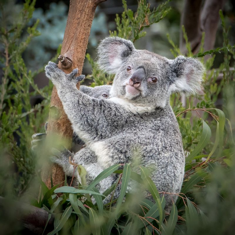 Koala