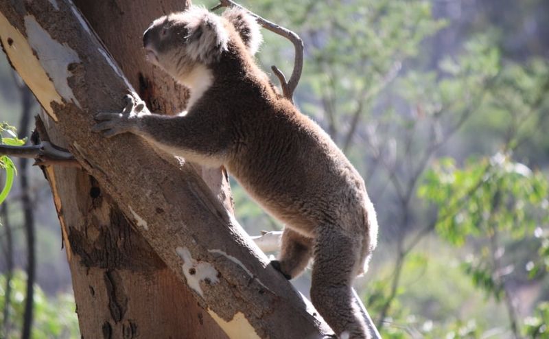 Koala