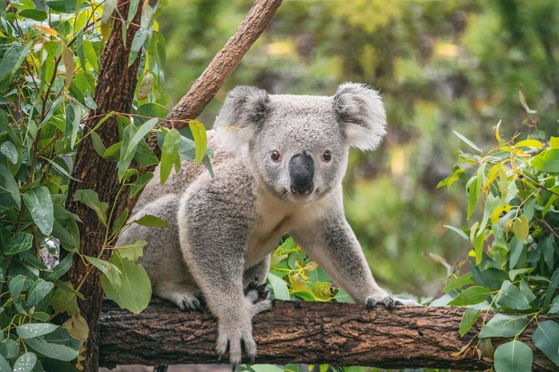 Koala