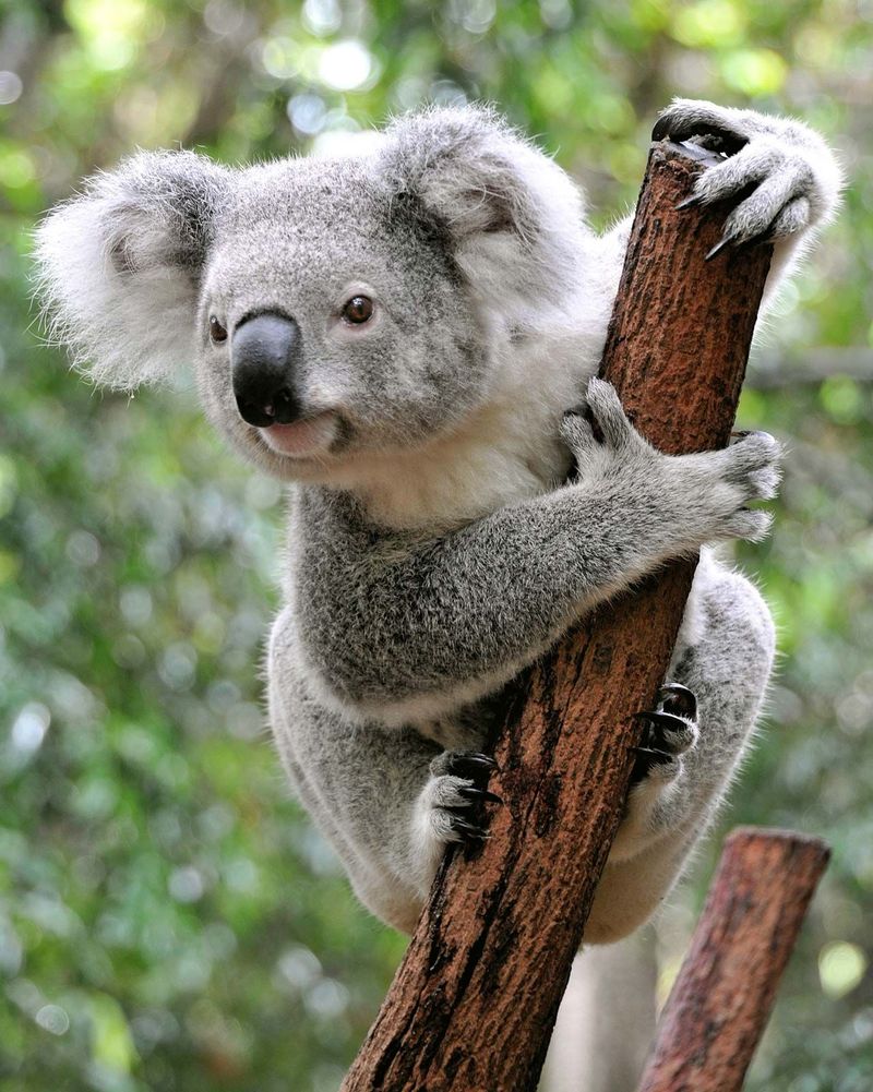 Koala's Bear Misnomer