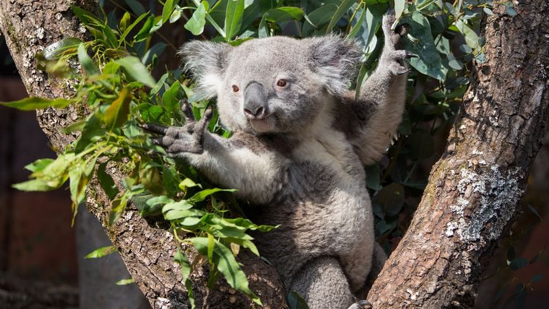 Koala