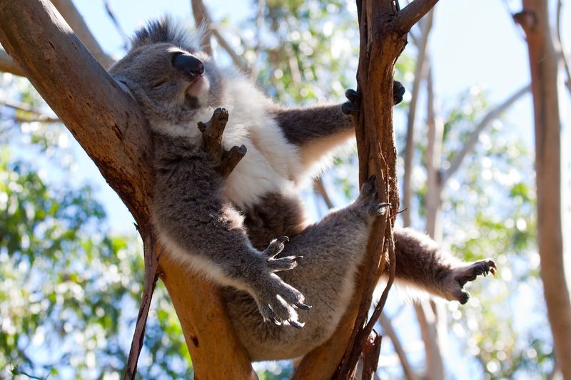 Koalas