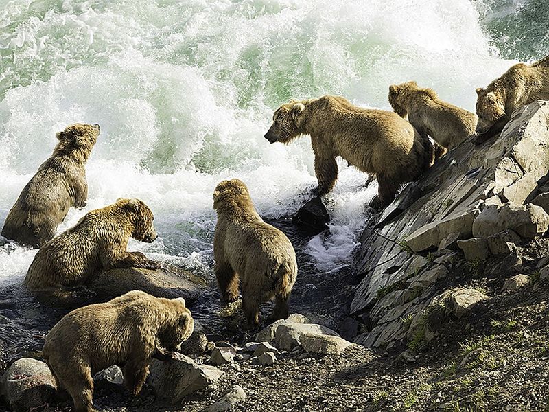 Kodiak Bear