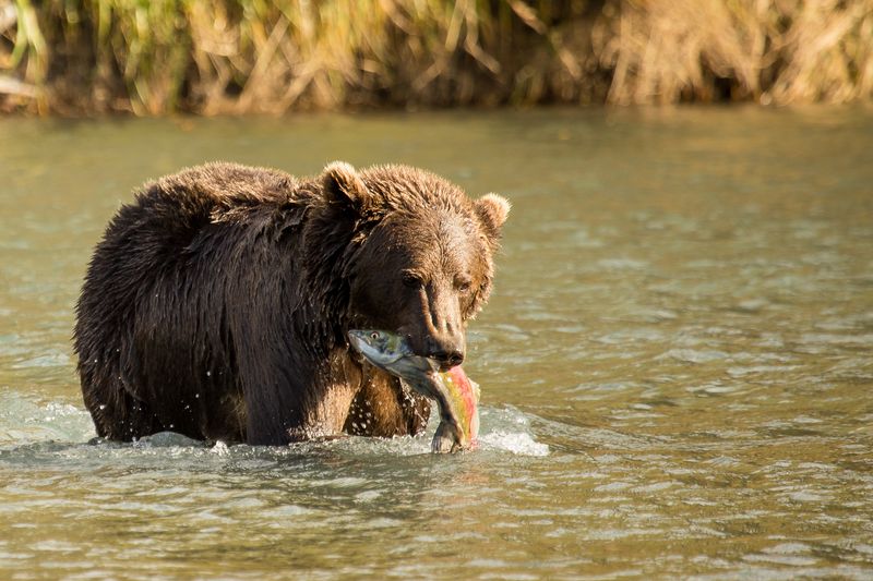 Kodiak Bear Fishing Skills