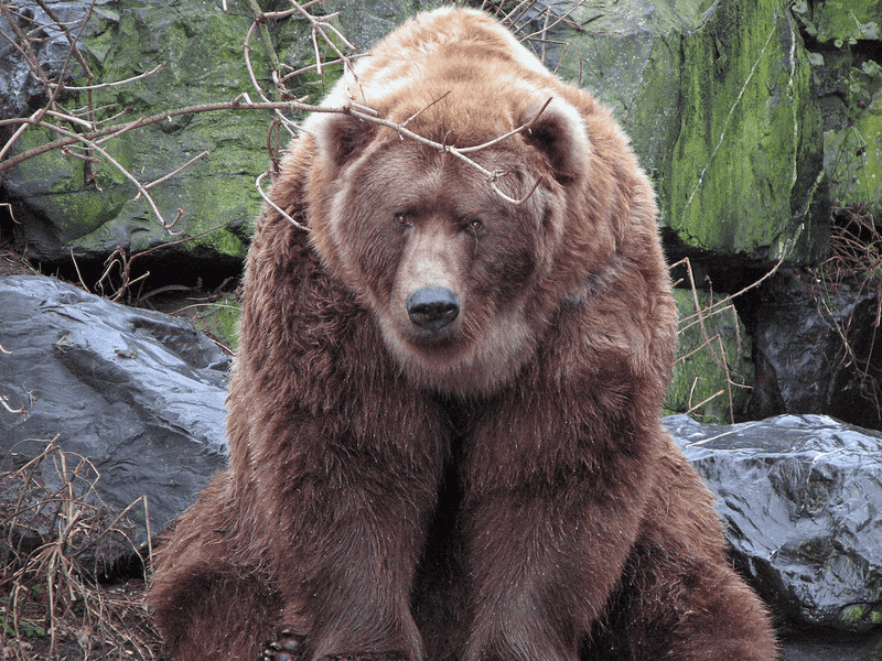 Kodiak Bear - The Gentle Giant