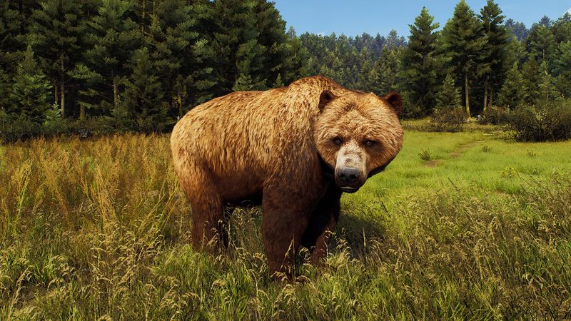 Kodiak Bear