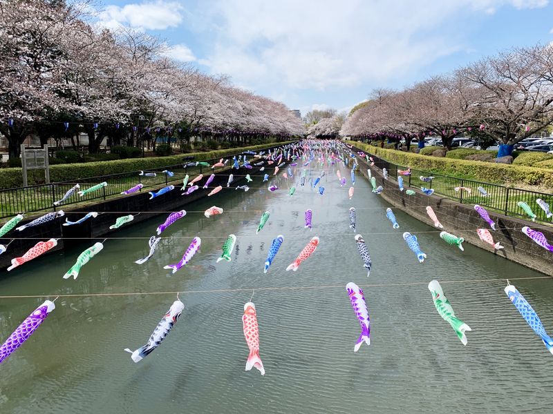 Koi Festivals and Celebrations