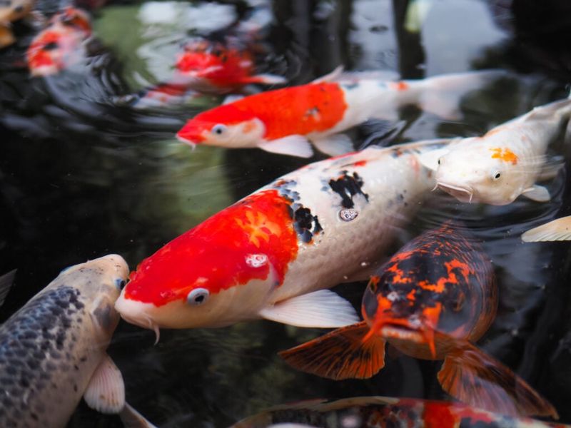 Koi Fish