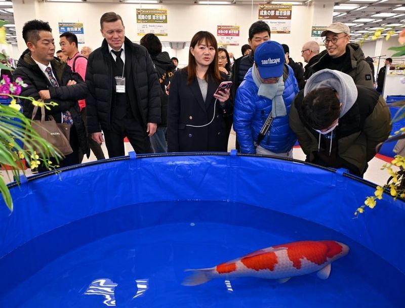 Koi Fish Show Competitions