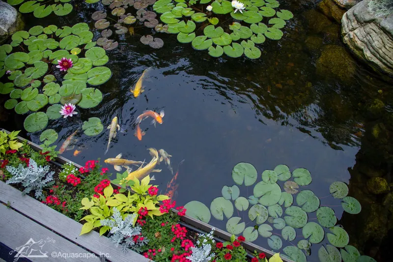Koi as Status Symbols
