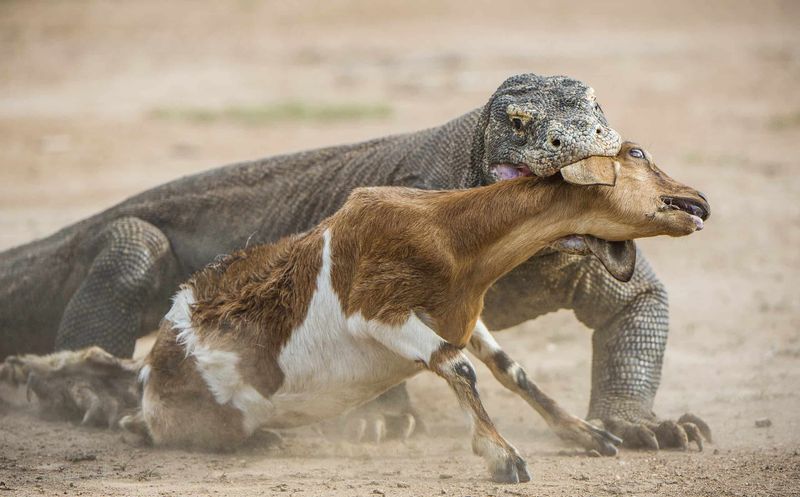 Komodo Dragon