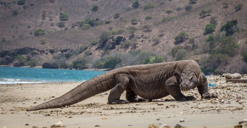 Komodo Dragon