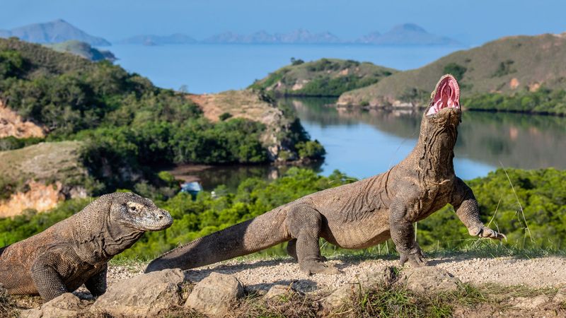 Komodo Dragon