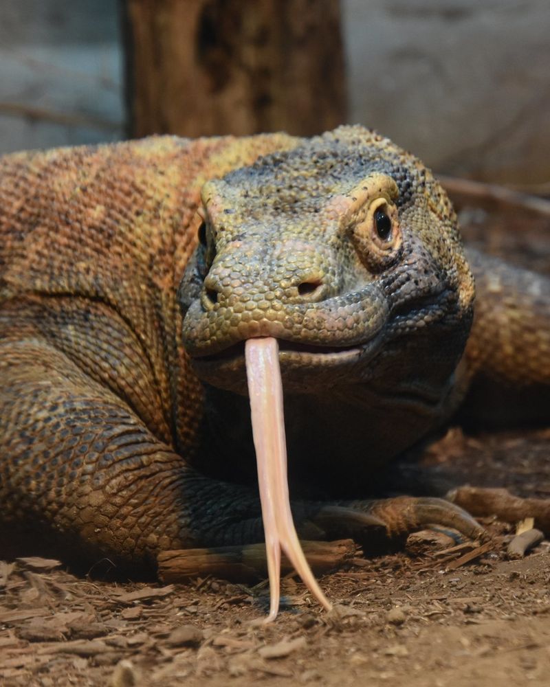 Komodo Dragon