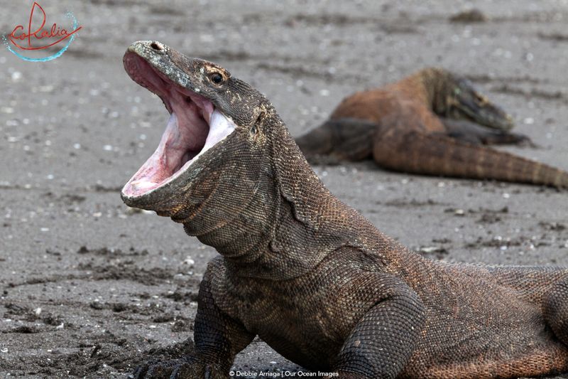 Komodo Dragon