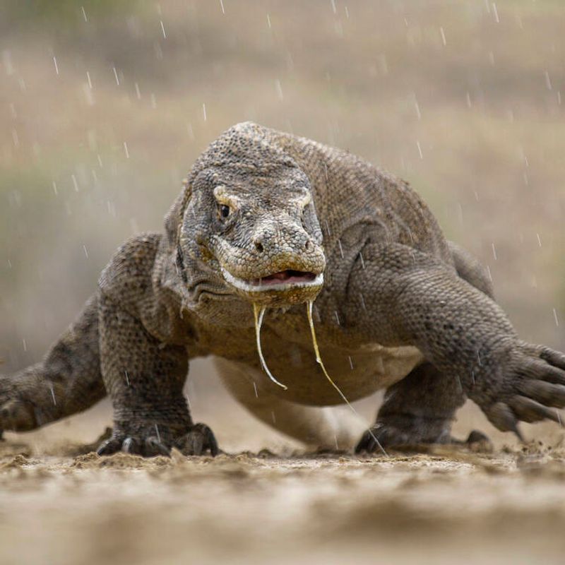 Komodo Dragon