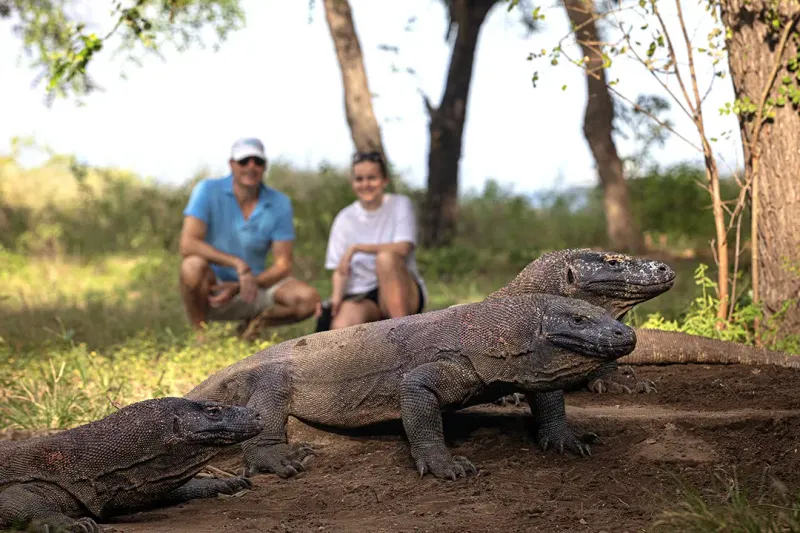 Komodo Dragon