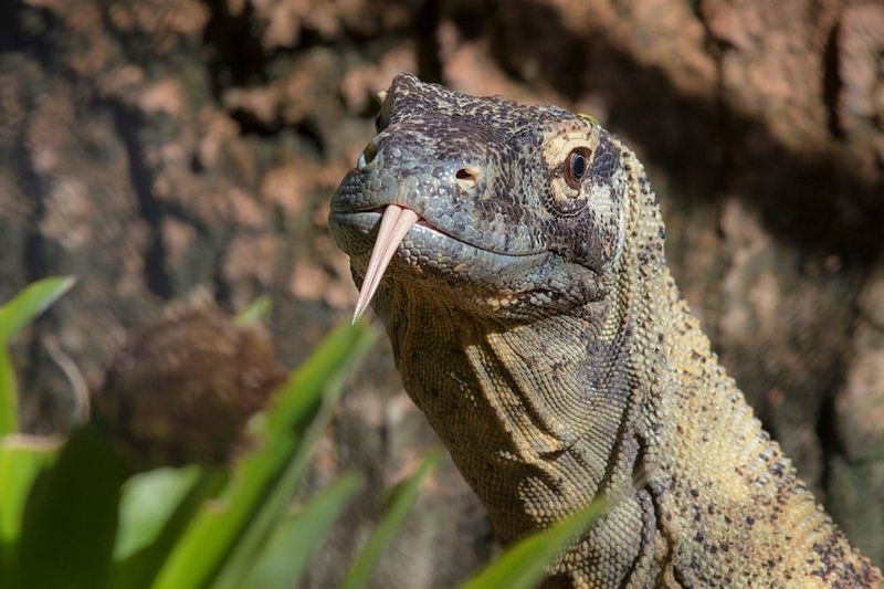 Komodo Dragon