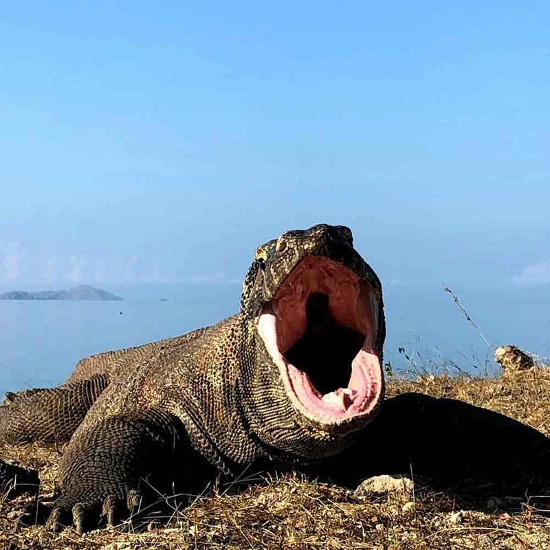 Komodo Dragon