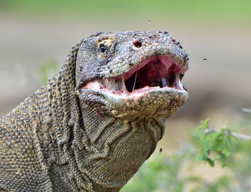 Komodo Dragon