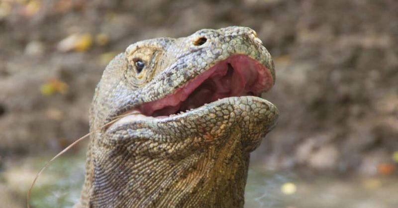 Komodo Dragon