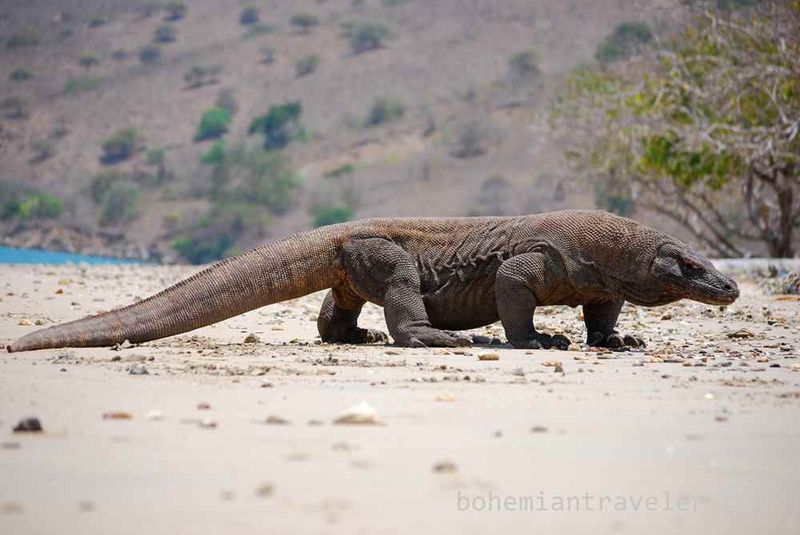 Komodo Dragon