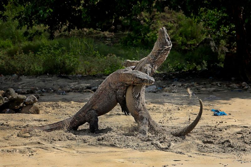 Komodo Dragon vs. Komodo Dragon