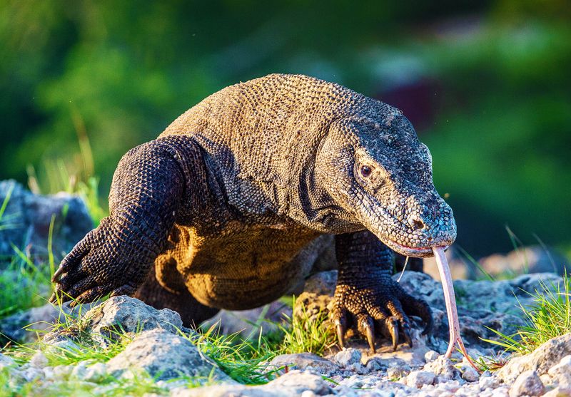 Komodo Dragon