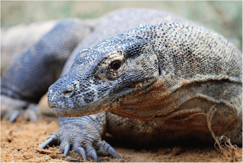 Komodo Dragon