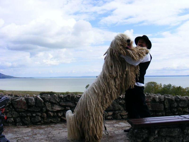 Komondor