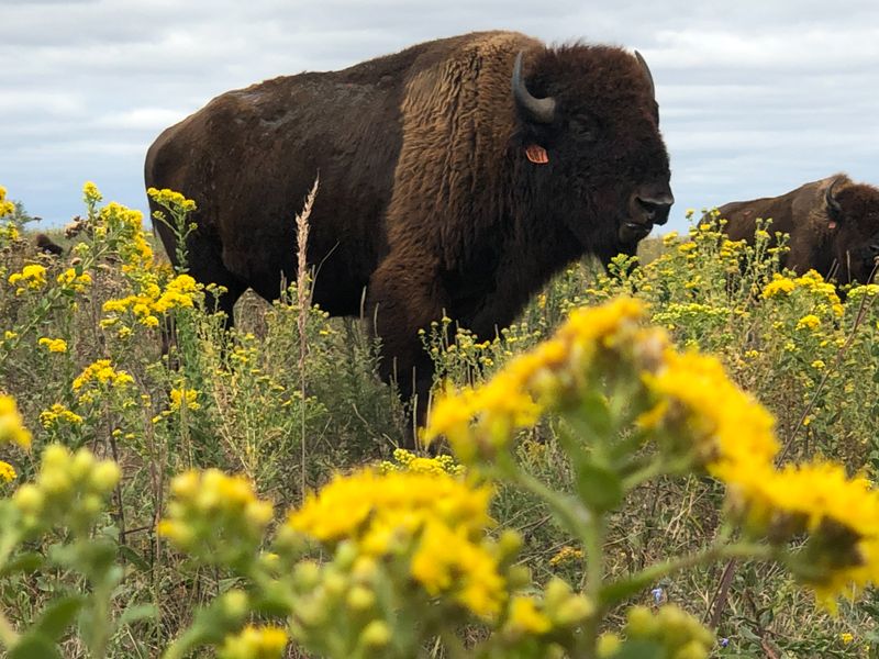 Konza Prairie Biological Station's Experiment