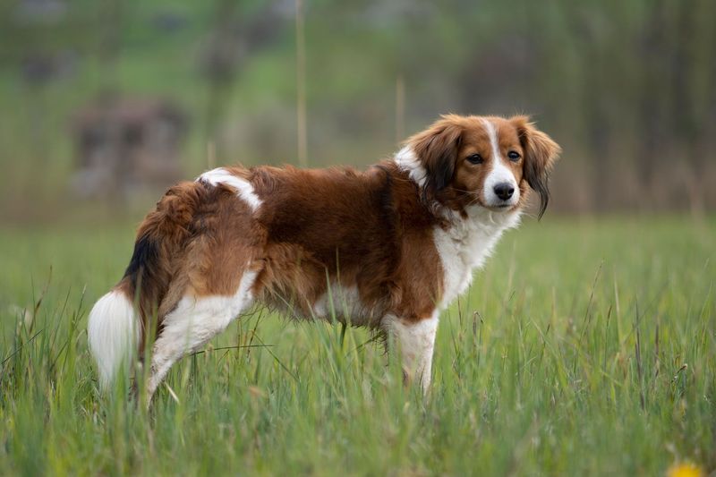 Kooikerhondje
