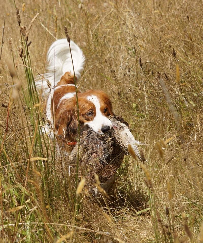 Kooikerhondje
