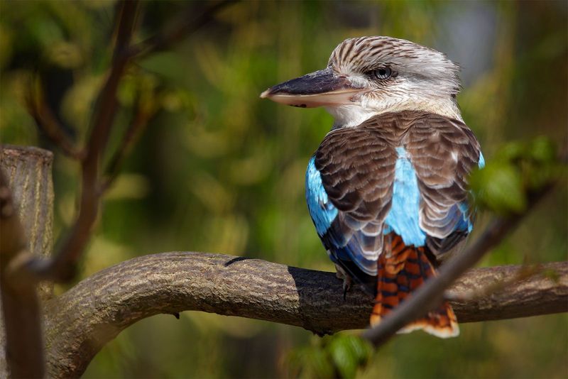 Kookaburra