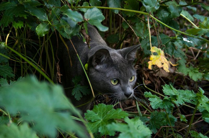 Korat
