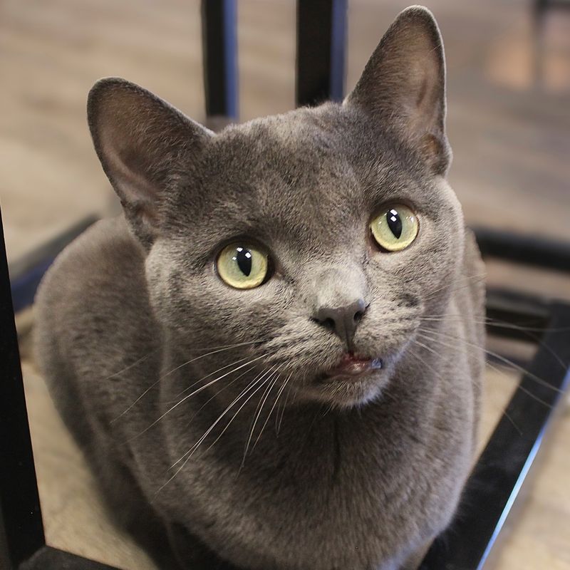 Korat