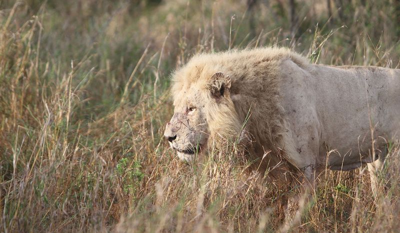 Kruger Lion