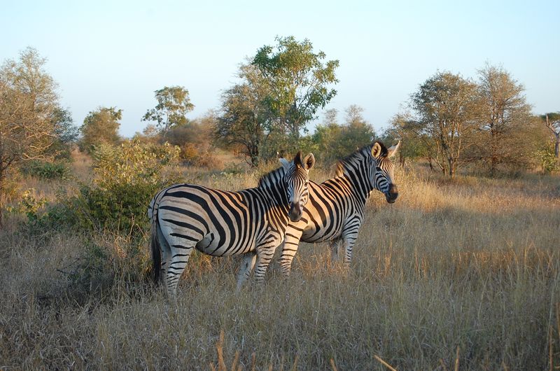Kruger National Park, South Africa