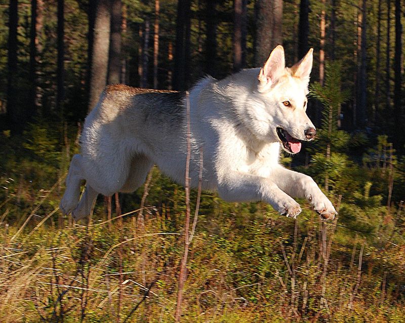 Kunming Wolfdog