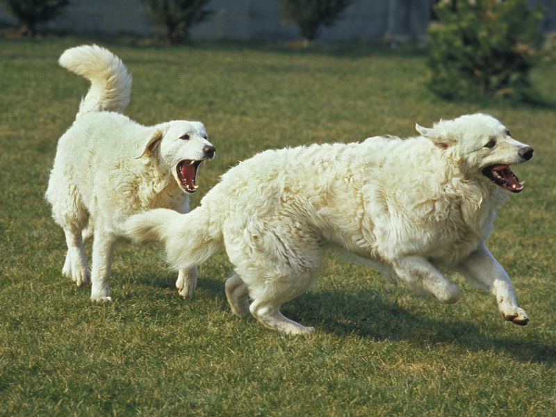 Kuvasz