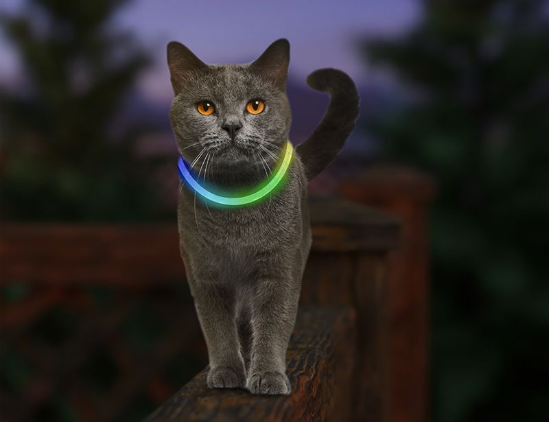 LED Collar Light