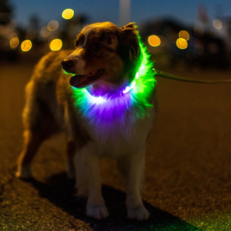 LED Collar Light