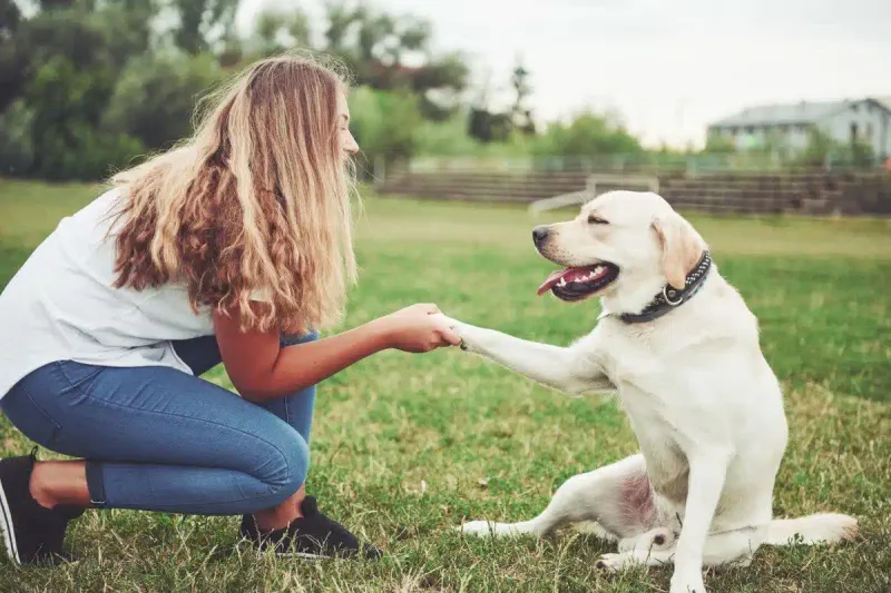 Labrador Retriever