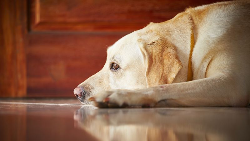 Labrador Retriever