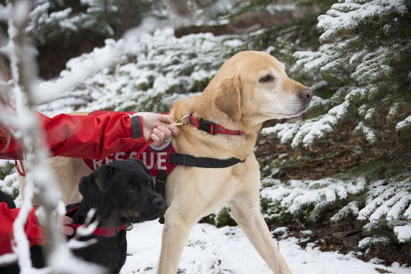 Labrador Retriever