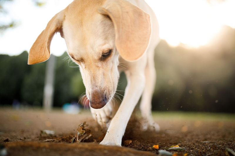 Labrador Retriever
