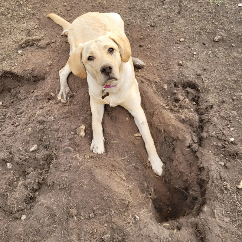 Labrador Retriever