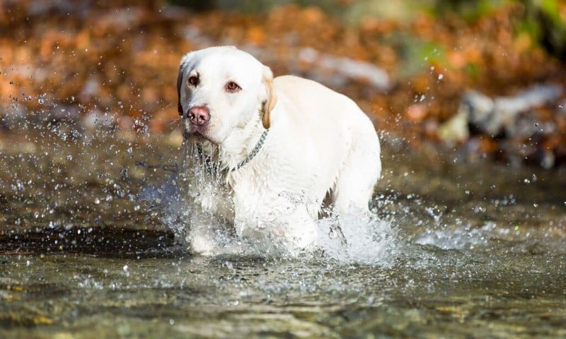 Labrador Retriever