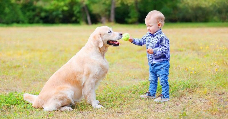 Labrador Retriever