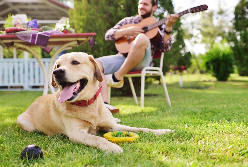 Labrador Retriever